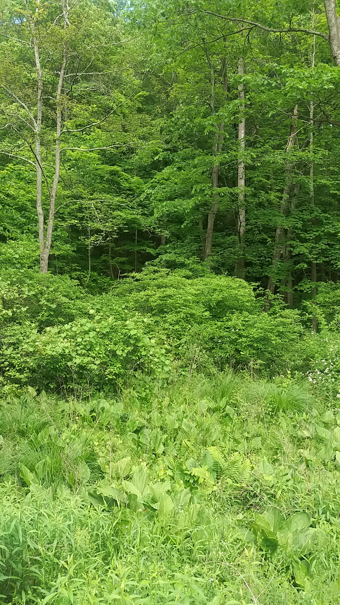 Camarda Park - Carmel Hamlet, NY