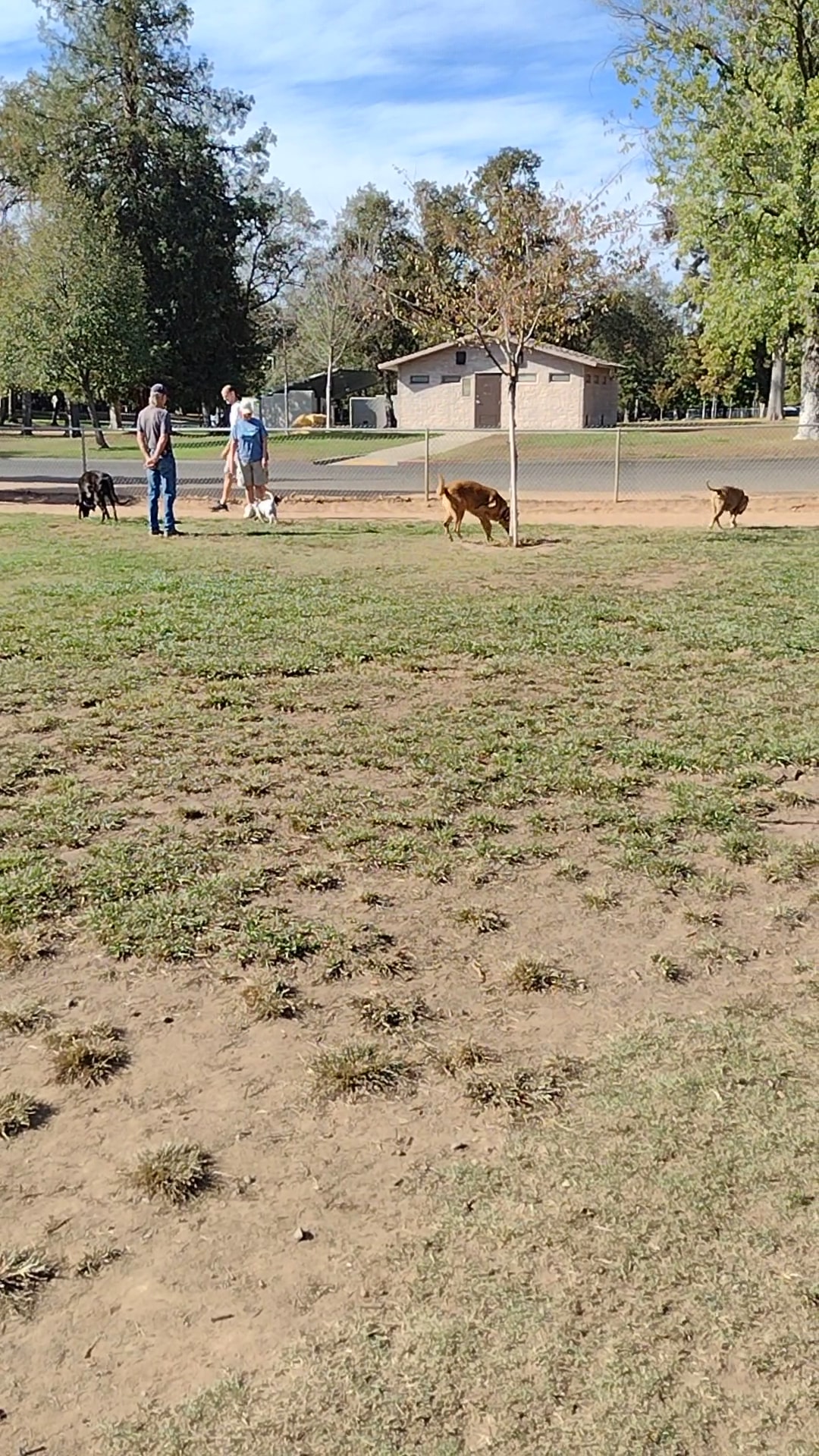 Carmichael Park Off Leash Dog Park - Carmichael, CA
