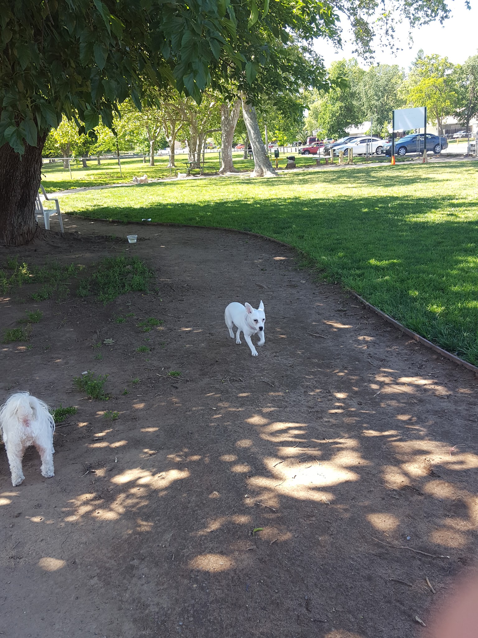 Carmichael Park Off Leash Dog Park - Carmichael, CA