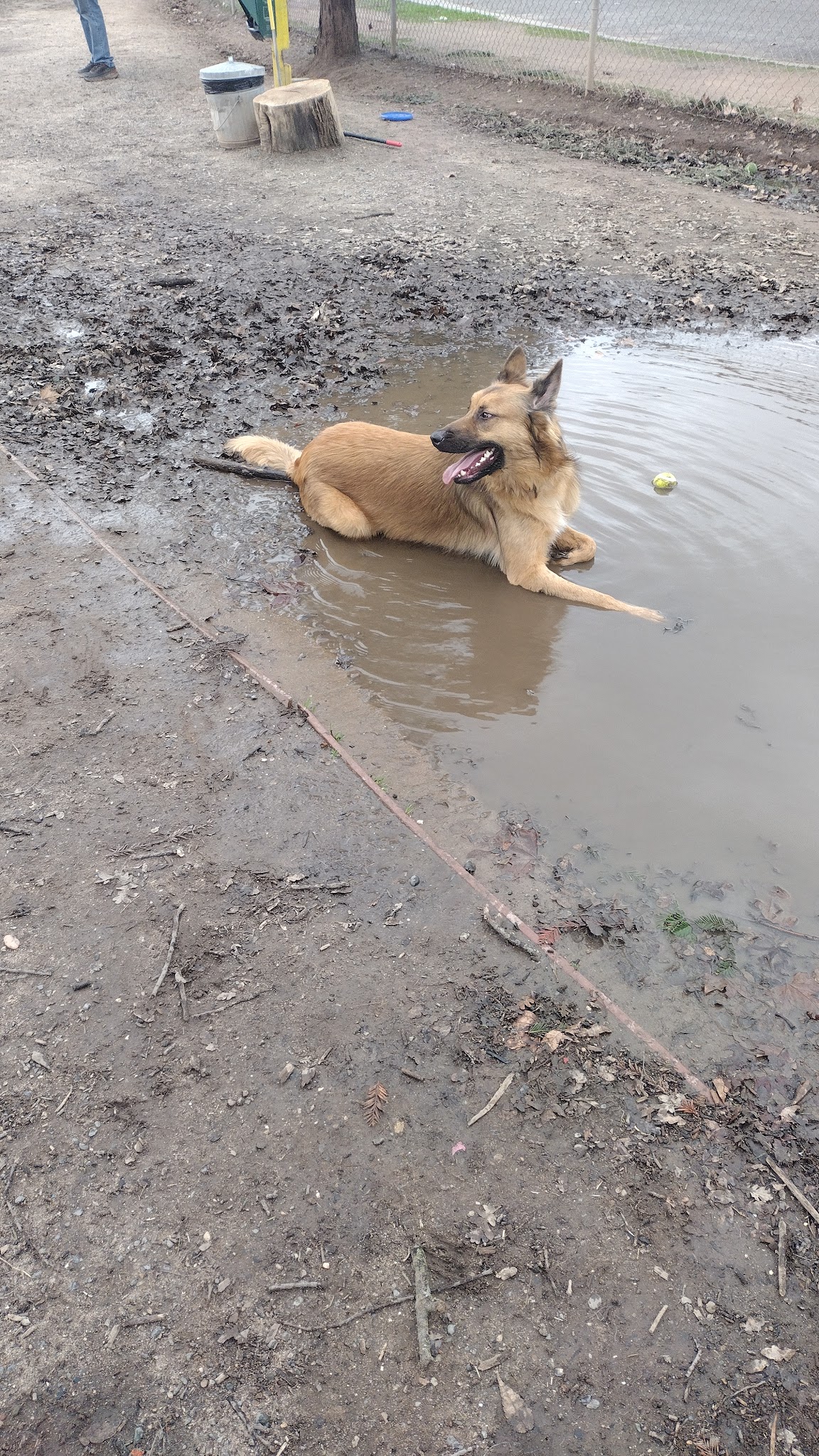 Carmichael Park Off Leash Dog Park - Carmichael, CA