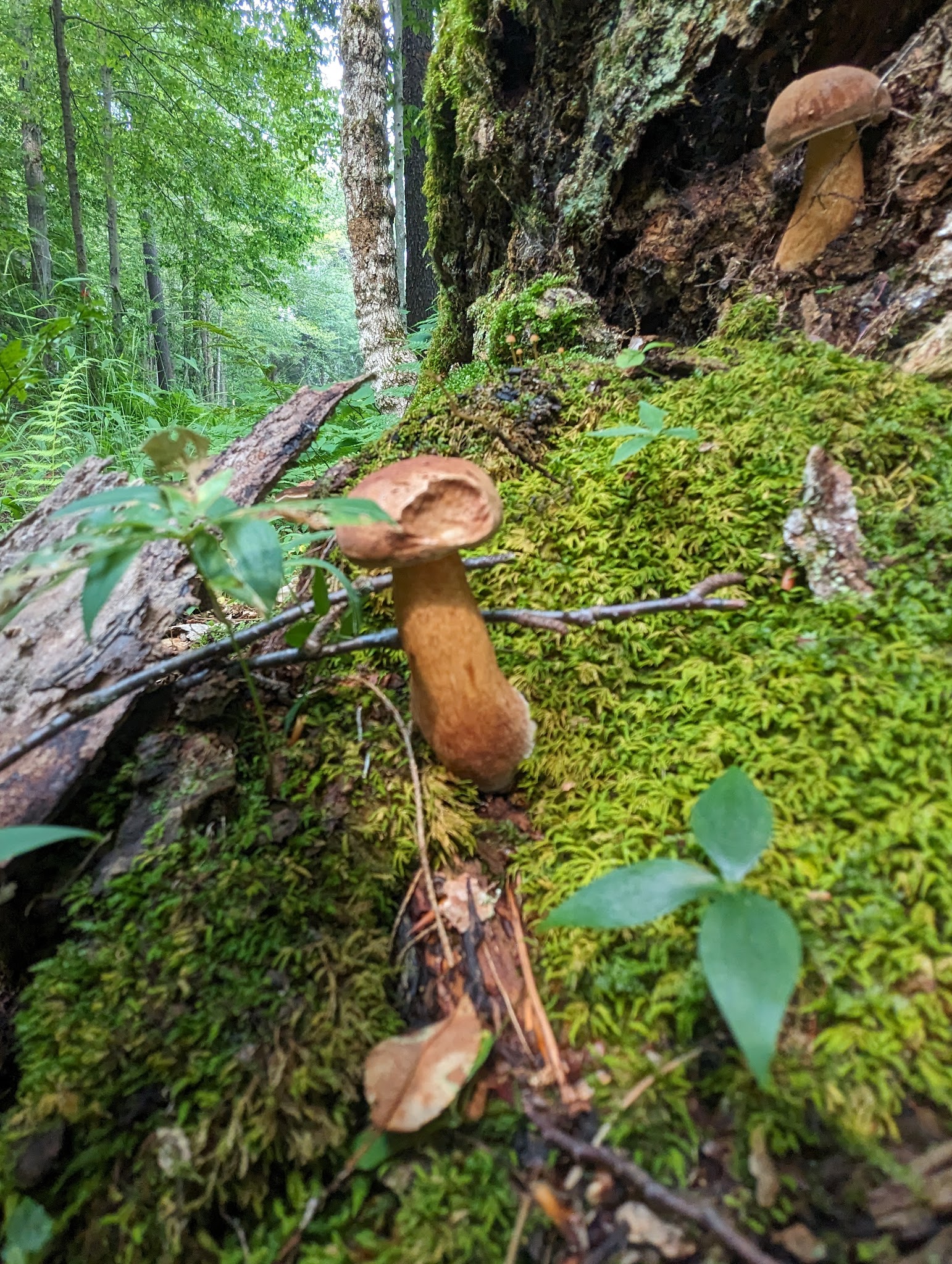 Nine Corner Lake Trailhead - Caroga, NY