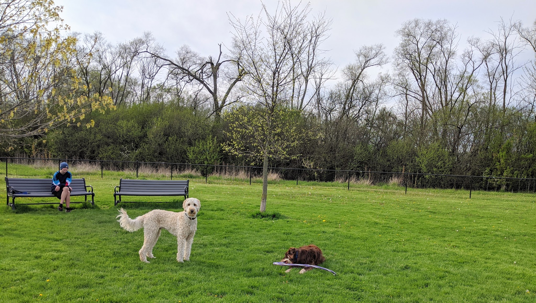 Bark Park - Carol Stream, IL