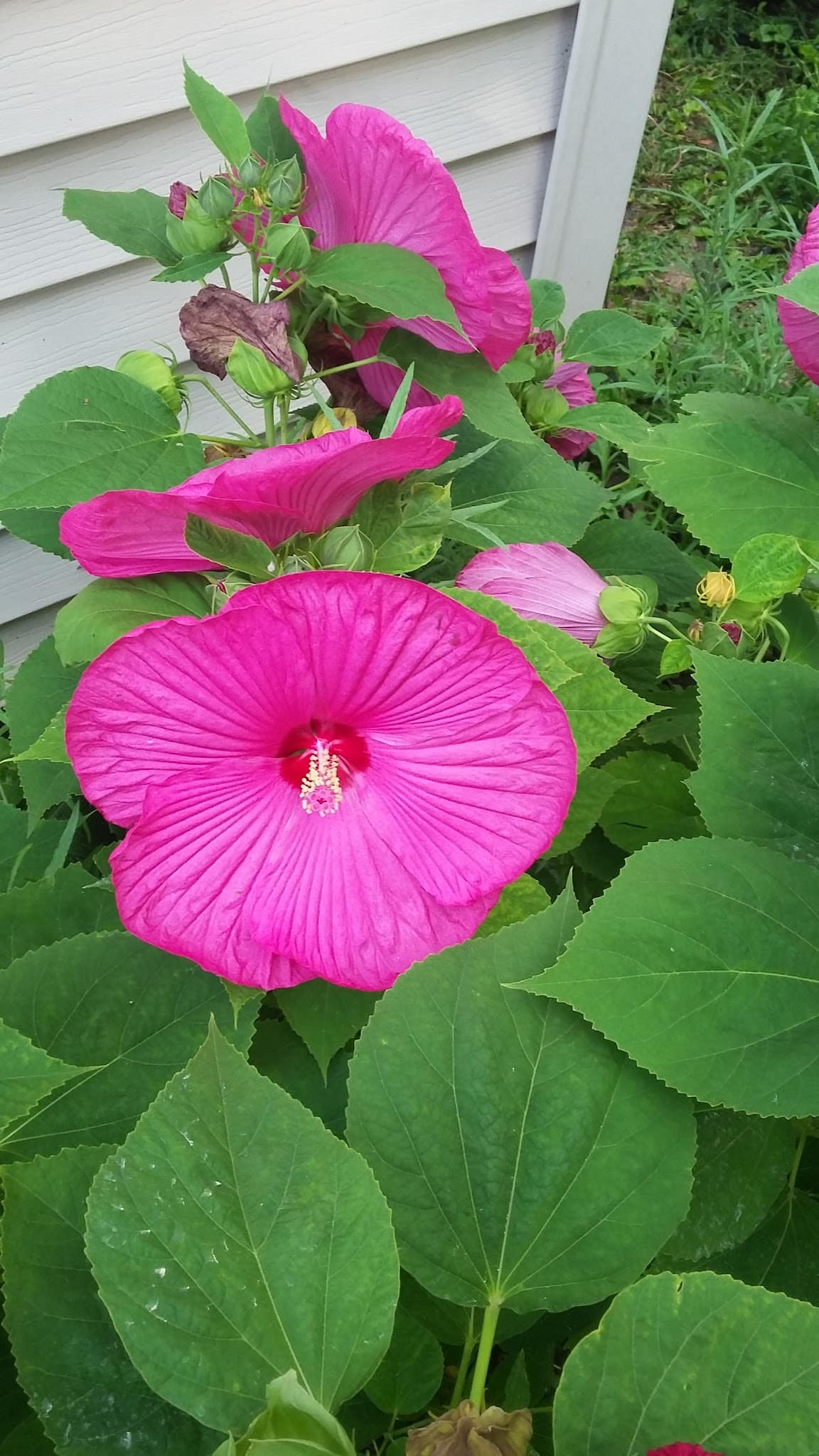 Fairview Park - Carpentersville, IL