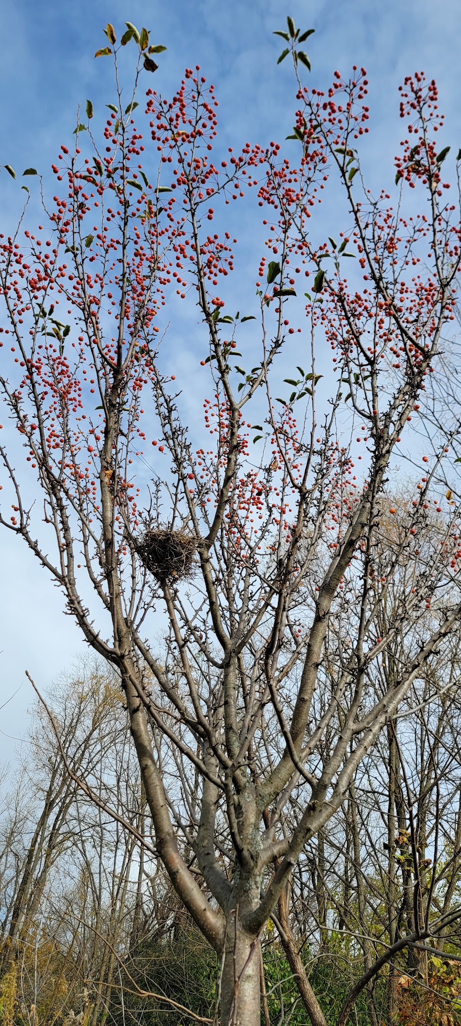 Lincolnwood Park - Carpentersville, IL