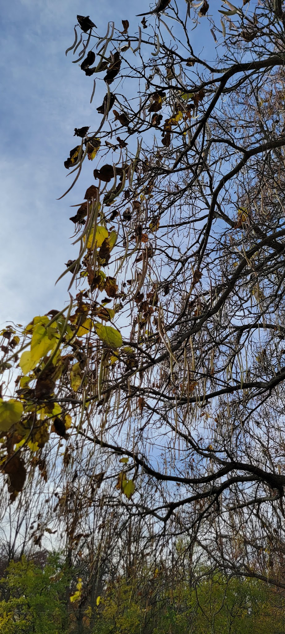 Lincolnwood Park - Carpentersville, IL