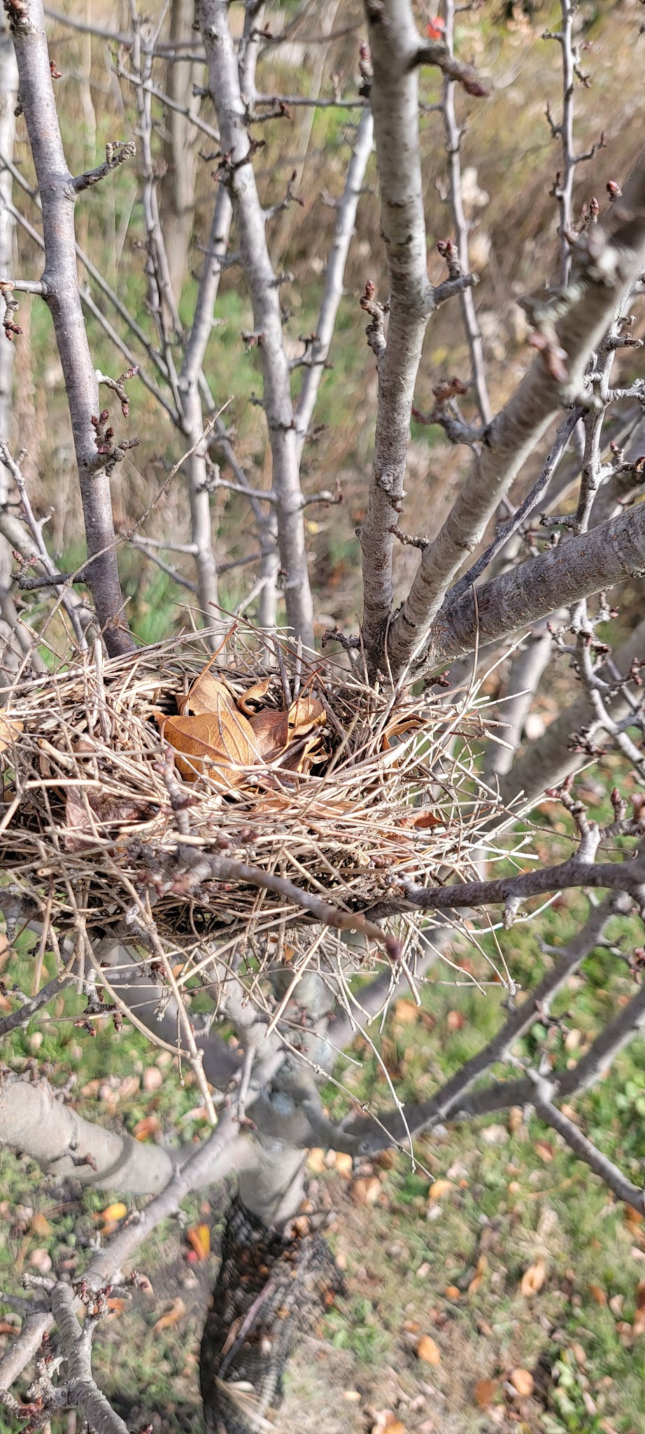 Lincolnwood Park - Carpentersville, IL