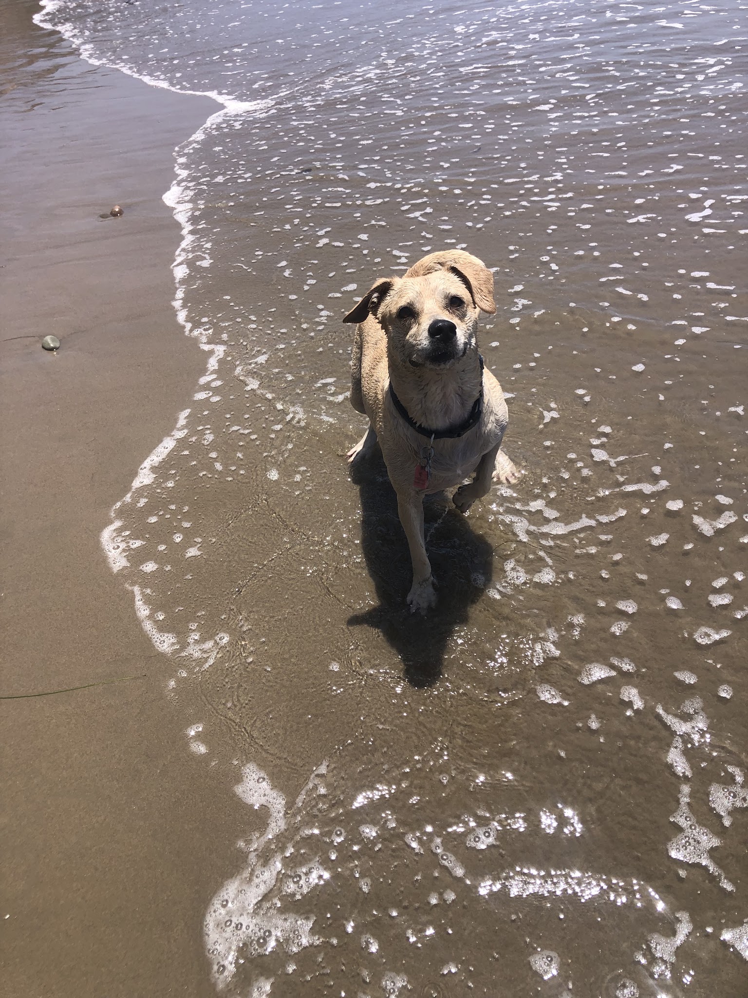 Carpinteria Dog Beach - Carpinteria, CA