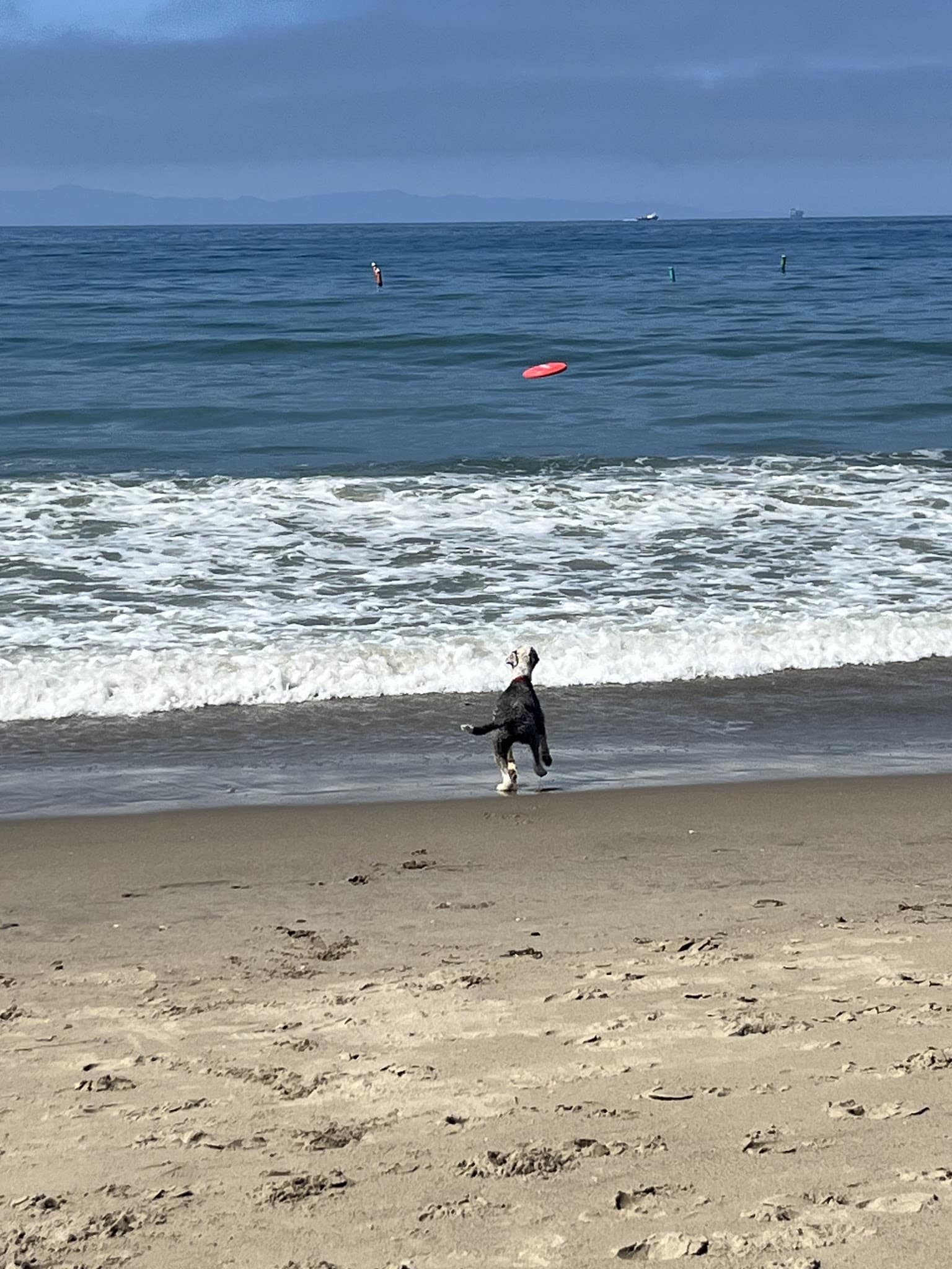 Carpinteria Dog Beach - Carpinteria, CA