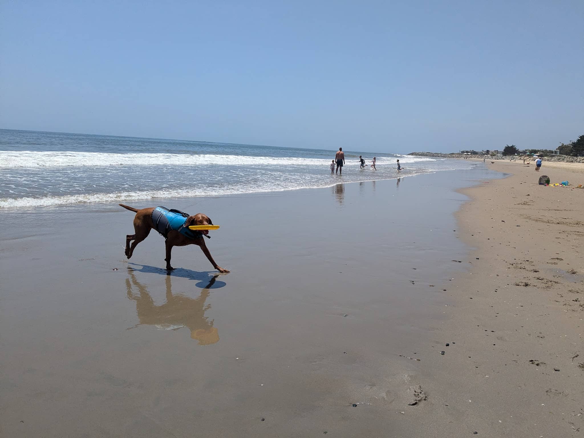 Carpinteria Dog Beach - Carpinteria, CA