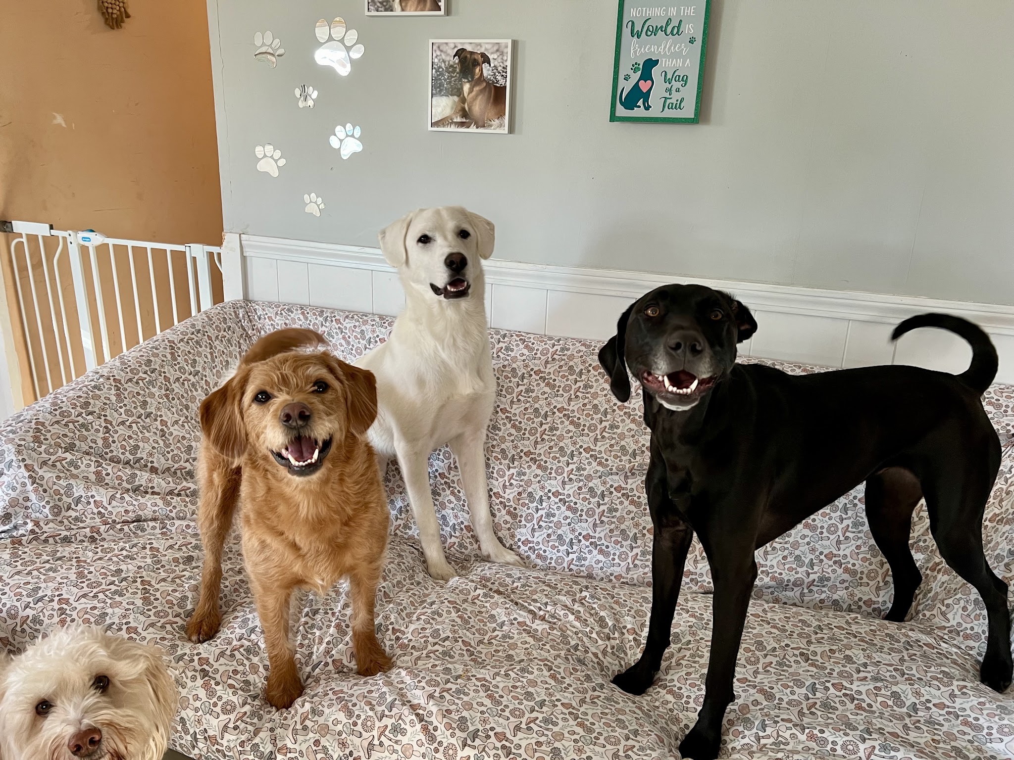 Hailey’s Happy Wags - Carver, MA