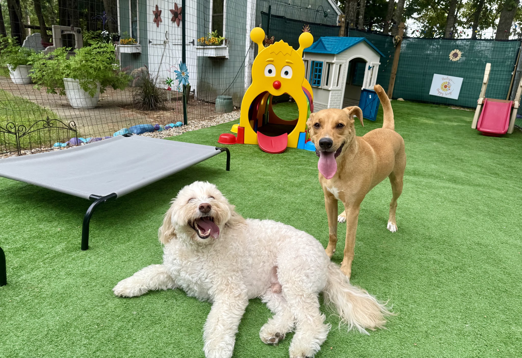Hailey’s Happy Wags - Carver, MA
