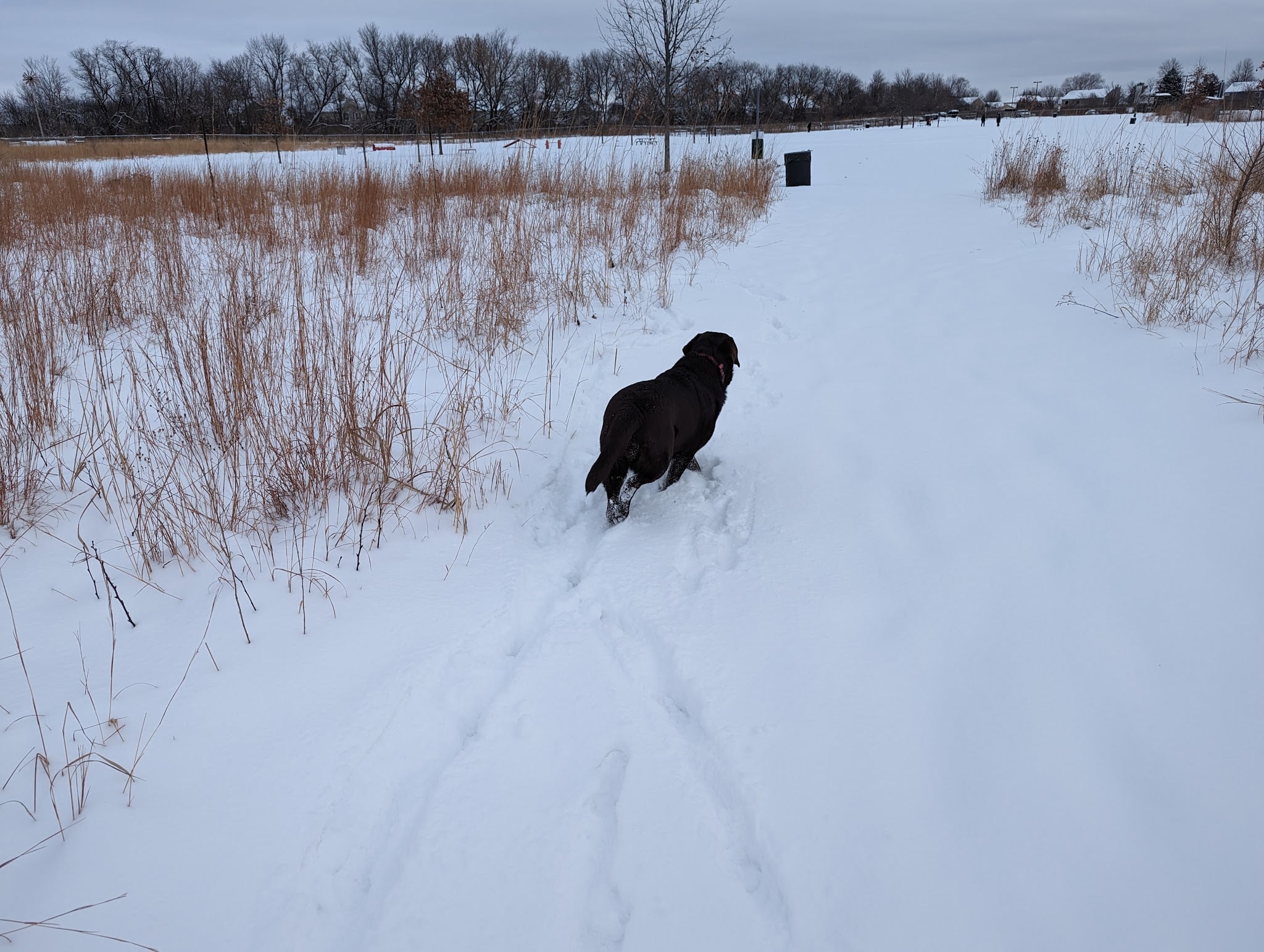 Dog Park at Hoffman Park - Cary, IL