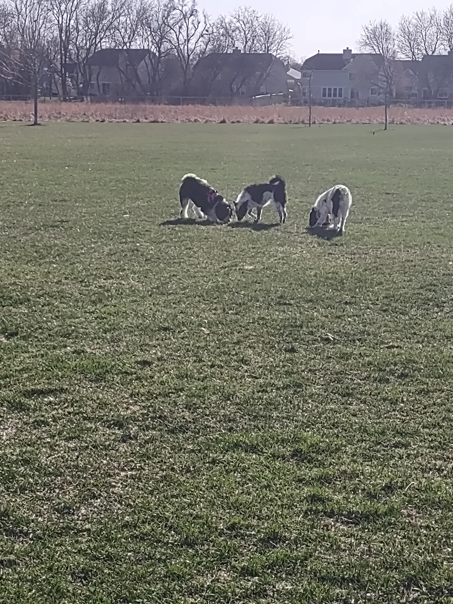 Dog Park at Hoffman Park - Cary, IL