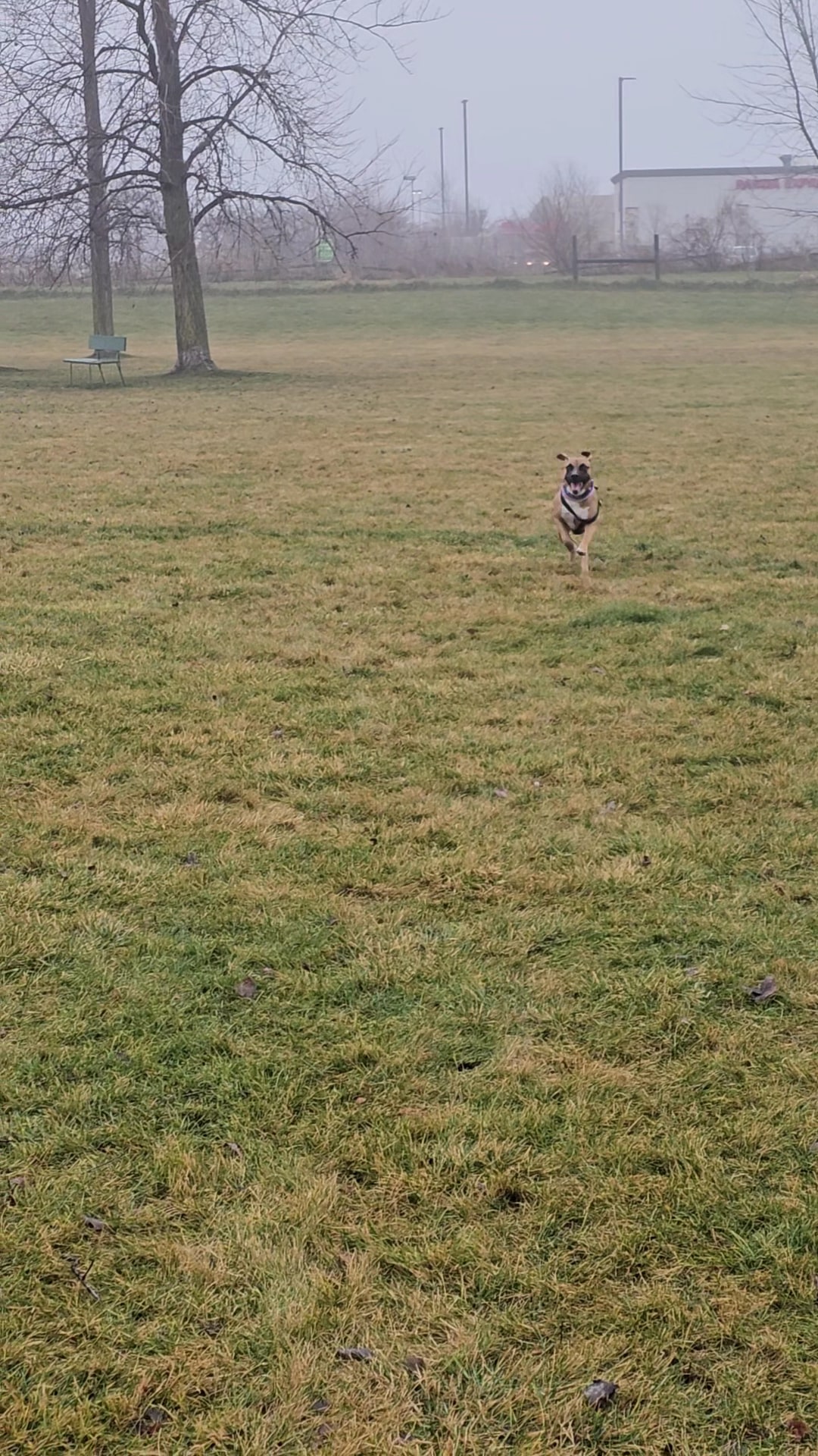 Dog Park at Hoffman Park - Cary, IL