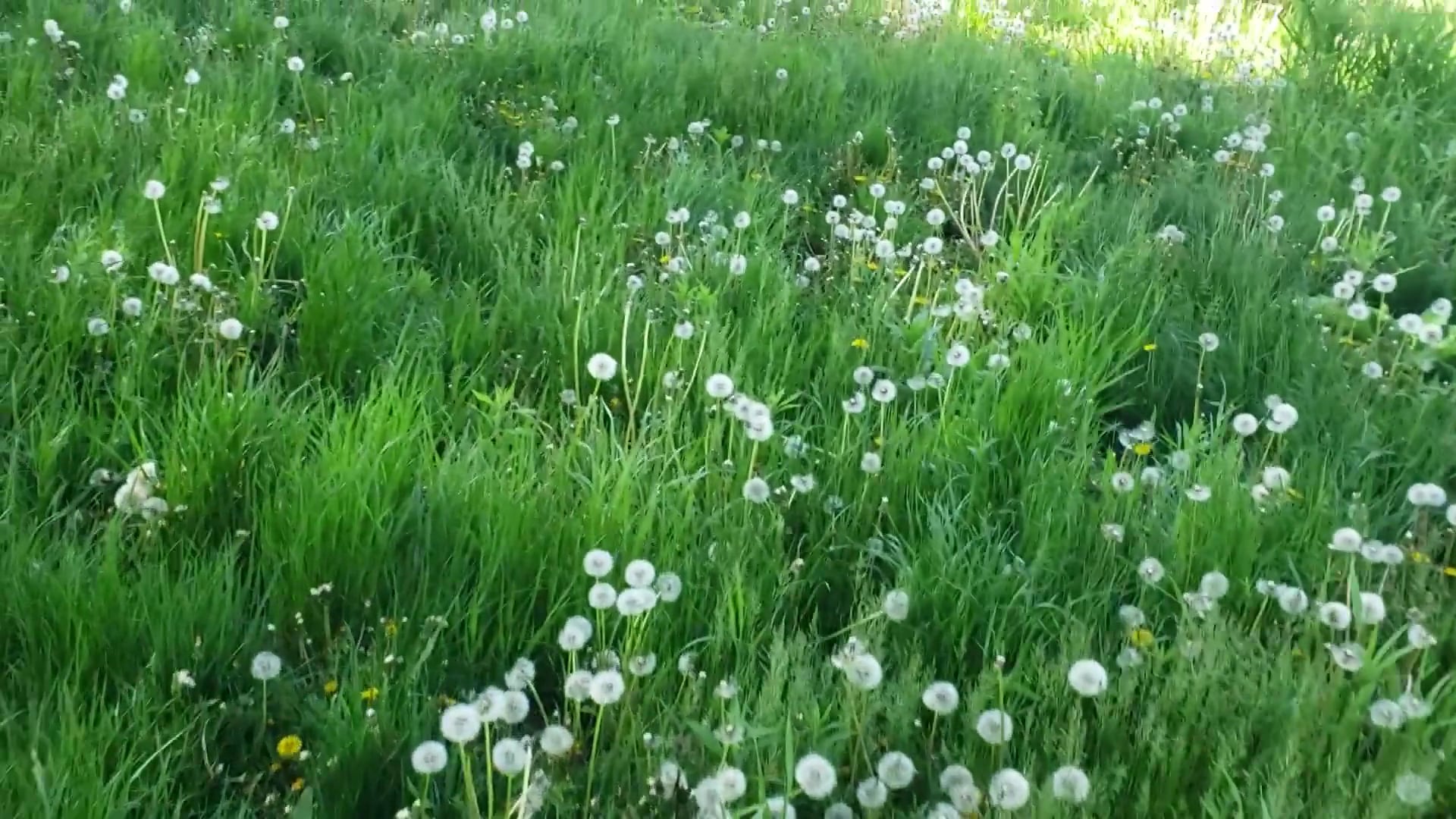 Hoffman Park - Cary, IL