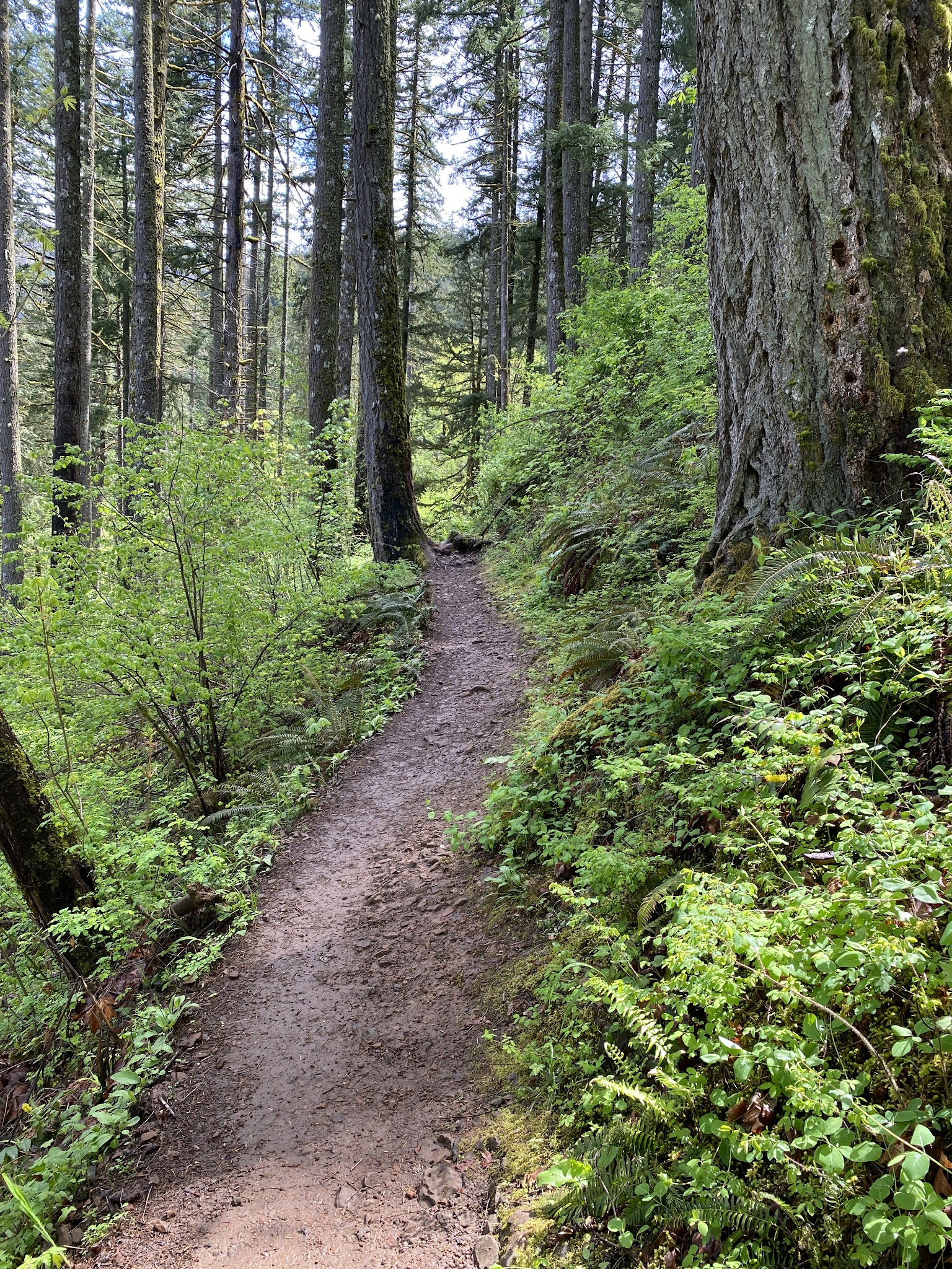 Dry Creek Falls - Cascade Locks, OR