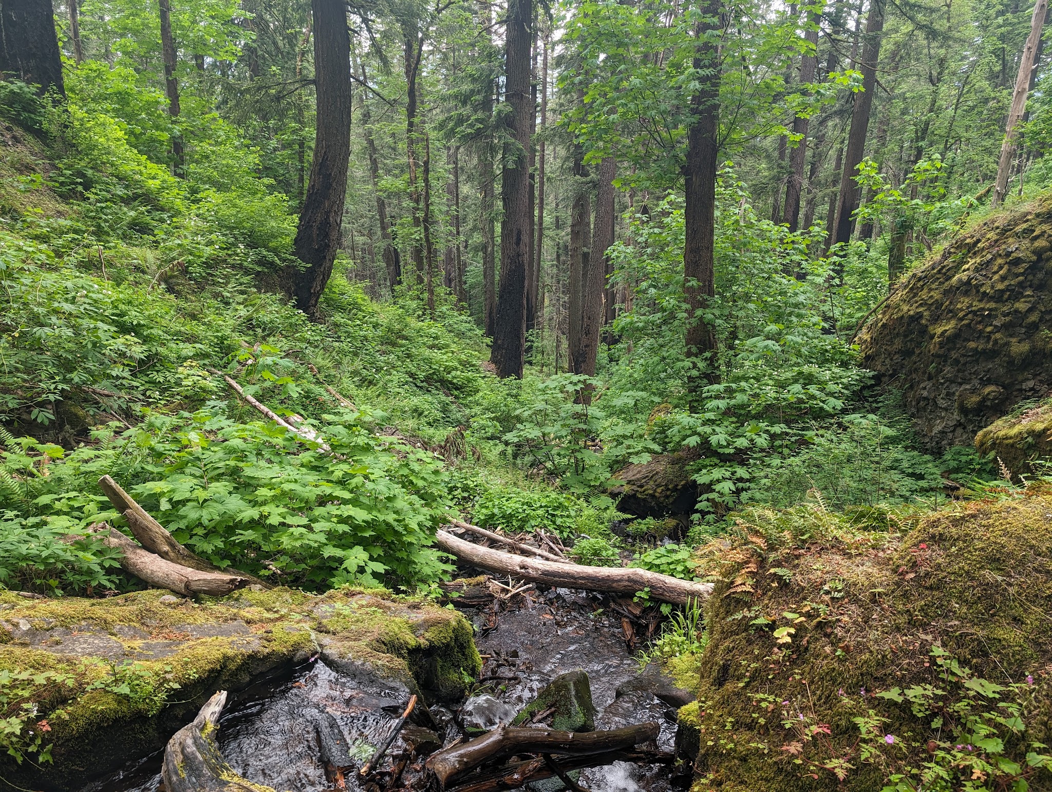 Herman Creek Trailhead - Cascade Locks, OR