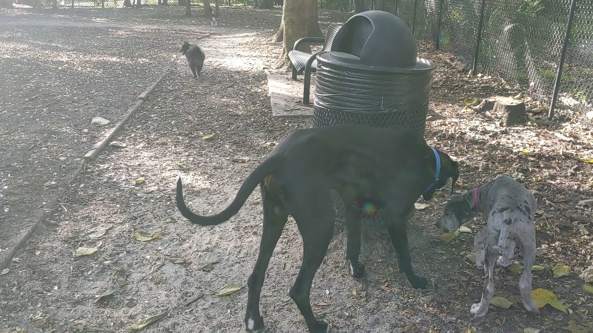 Pawmosa Dog Park - Casselberry, FL