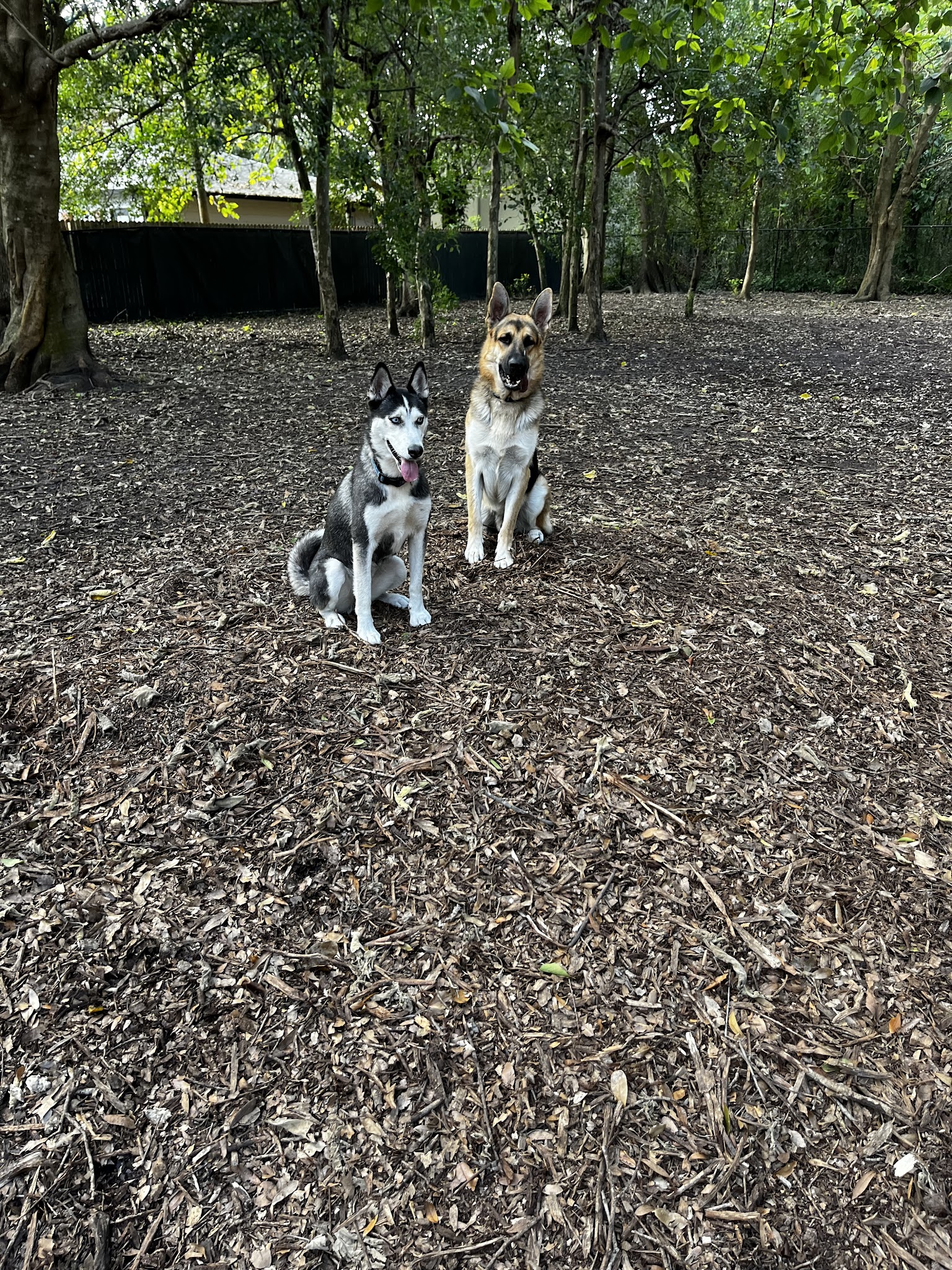 Pawmosa Dog Park - Casselberry, FL