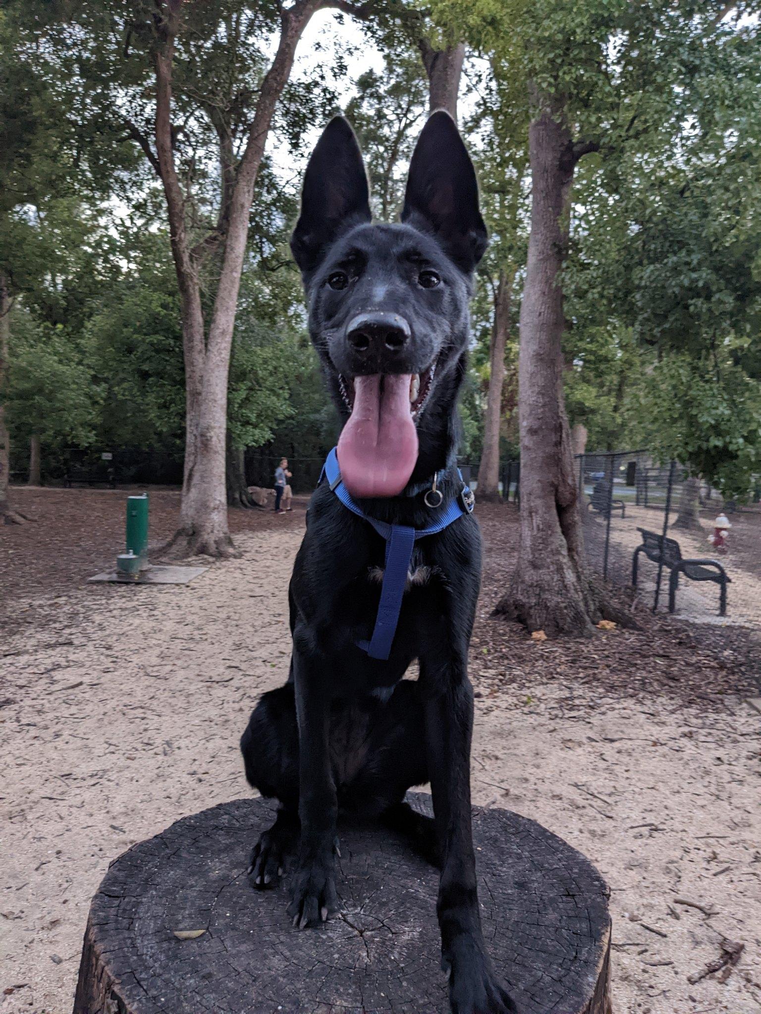Pawmosa Dog Park - Casselberry, FL