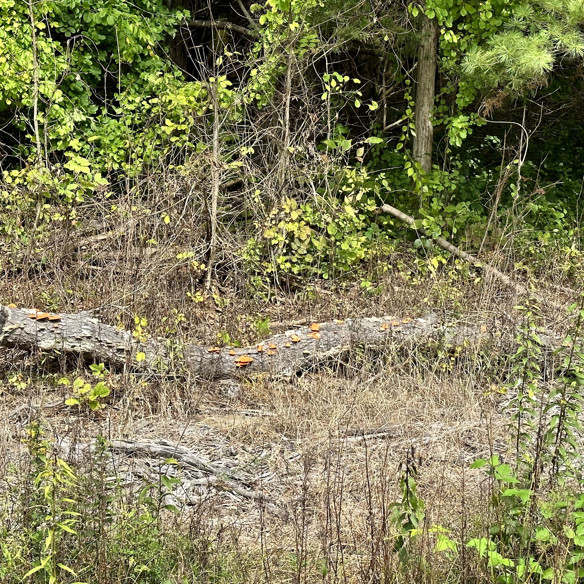 Albany-Hudson Rail trail Miller Rd. Trailhead - Castleton-On-Hudson, NY