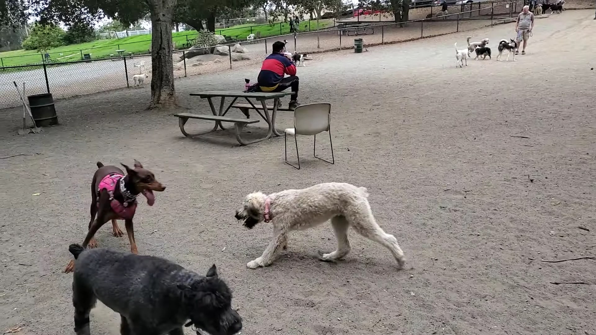 Earl Warren Dog Park - Castro Valley, CA