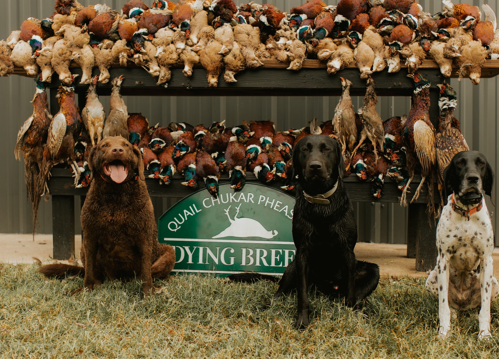 Dying Breed Farms - Cat Spring, TX