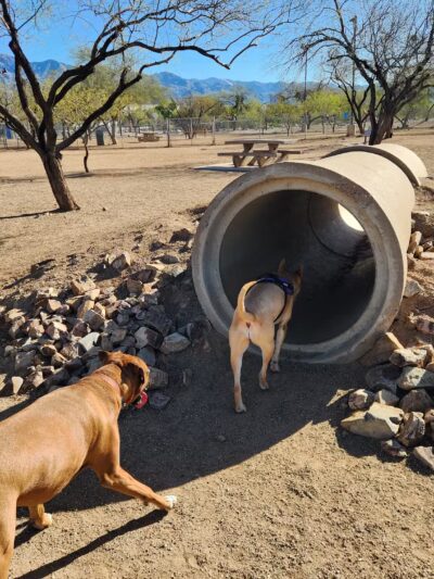 Austin Fitzgerald Memorial Dog Park - Catalina Foothills, AZ