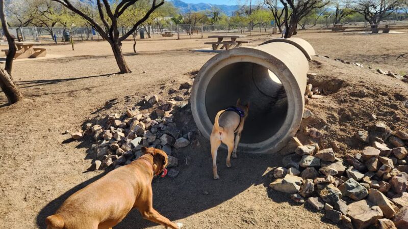 Austin Fitzgerald Memorial Dog Park - Catalina Foothills, AZ