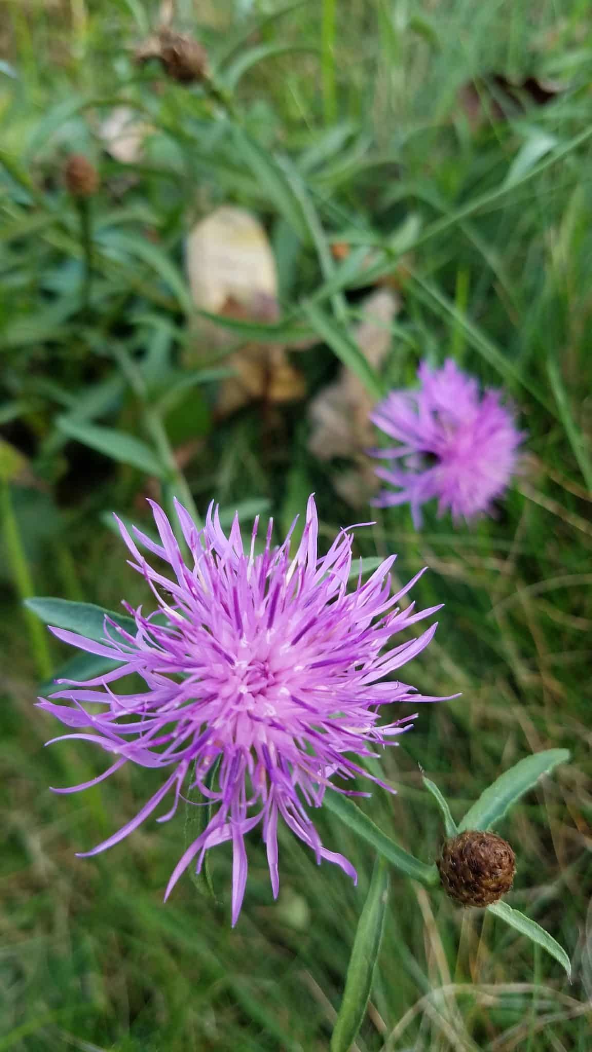 Fairchild Hill - Cazenovia, NY