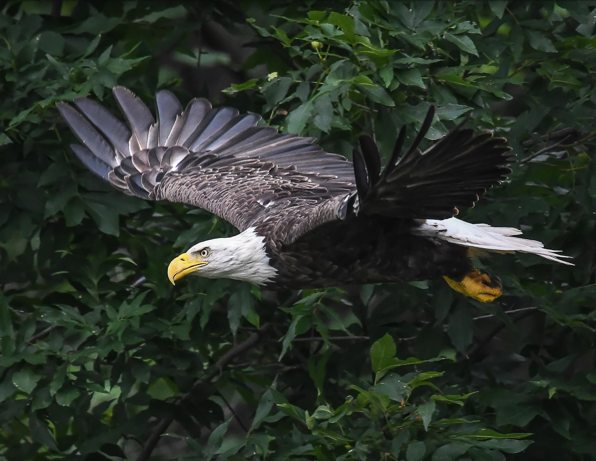 Pettecote Junction Campground - Cedar Run, PA