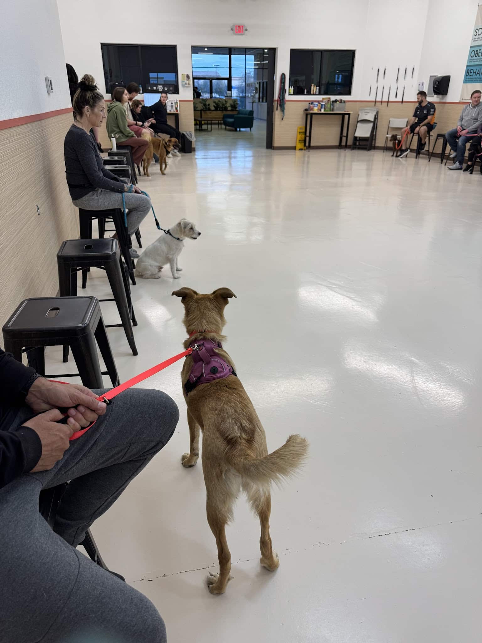 Mak Pack Dog Training & Boarding - Chandler, AZ