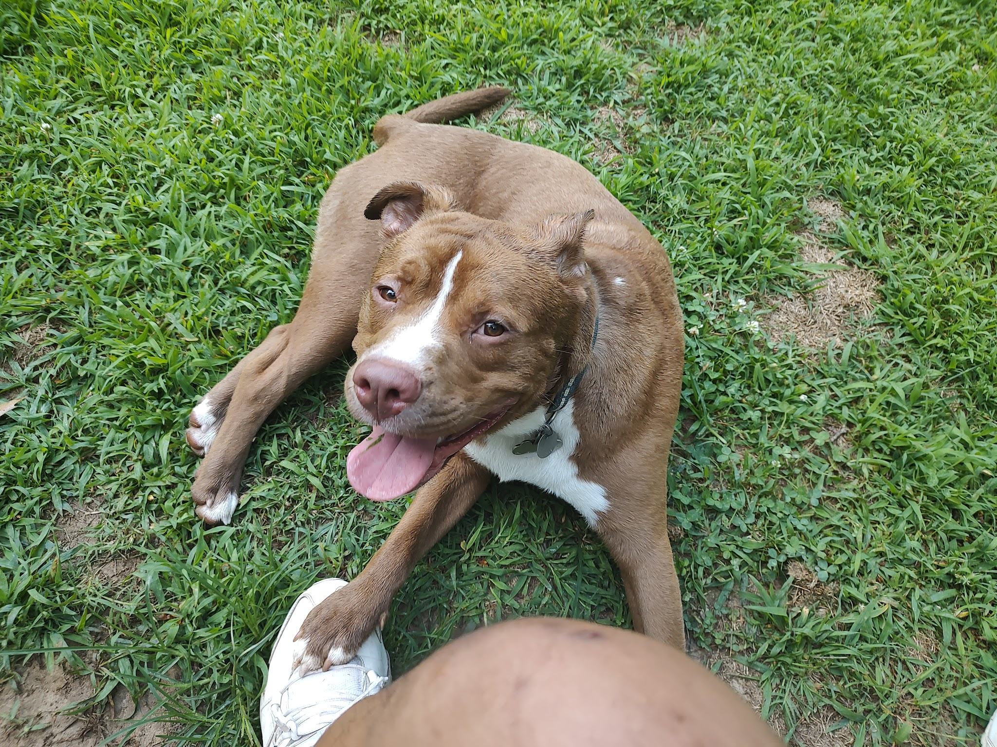 180 West Complex Dog Park - Chapel Hill, NC