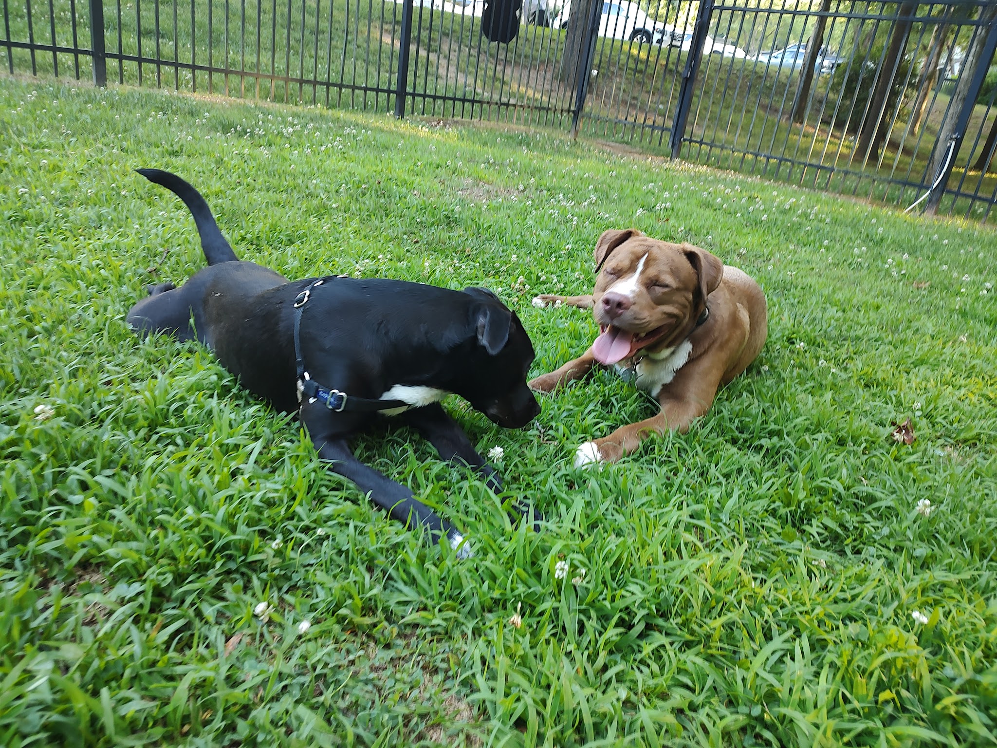 180 West Complex Dog Park - Chapel Hill, NC