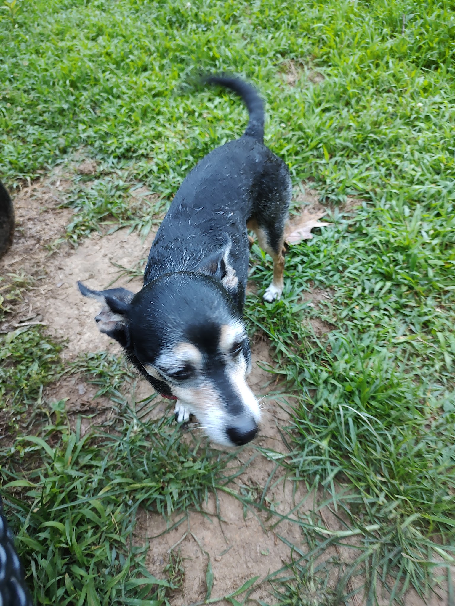 180 West Complex Dog Park - Chapel Hill, NC