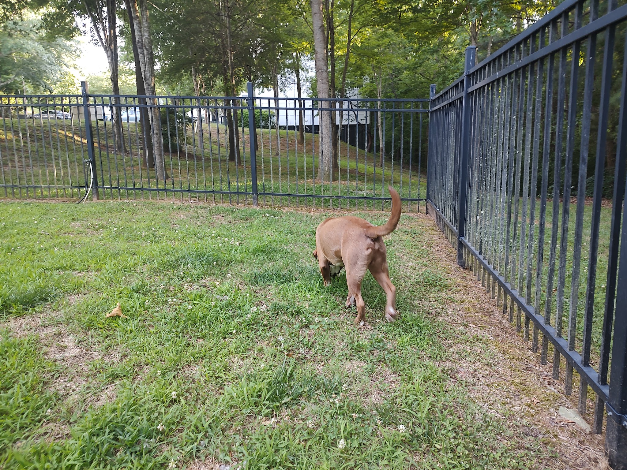 180 West Complex Dog Park - Chapel Hill, NC