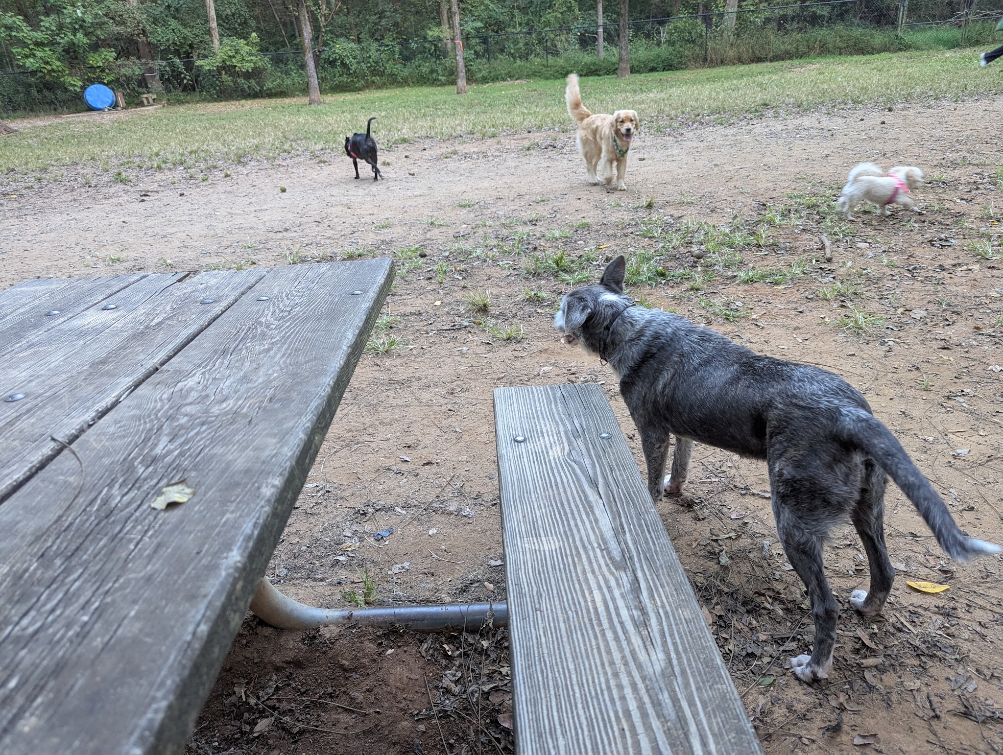Dog Park - Charlotte, NC