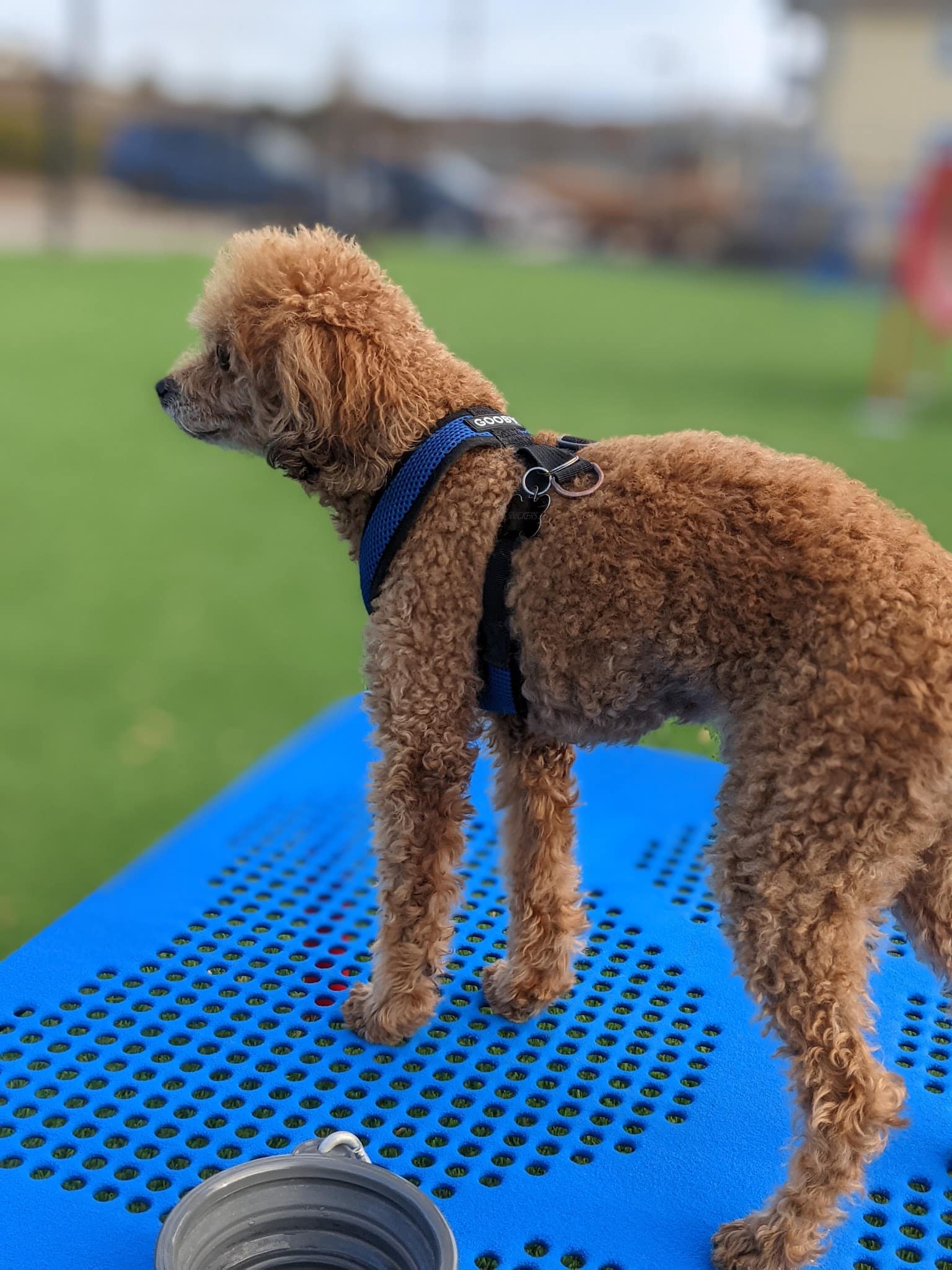 Latitude Mallard Creek Dog park - Charlotte, NC