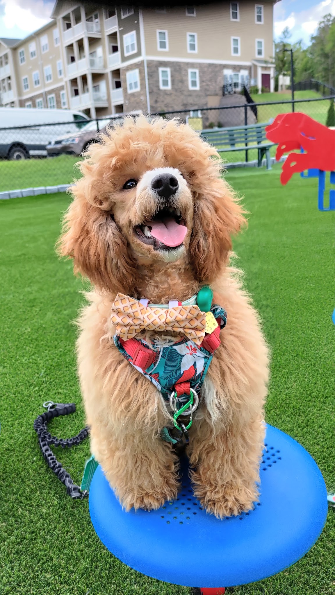 Latitude Mallard Creek Dog park - Charlotte, NC