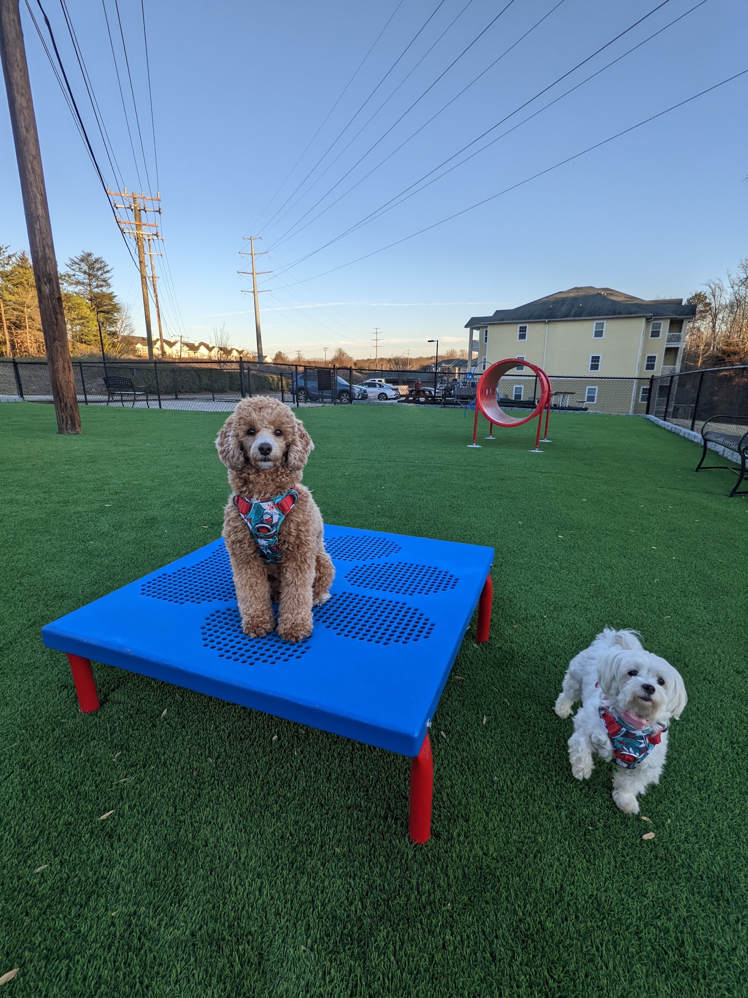 Latitude Mallard Creek Dog park - Charlotte, NC
