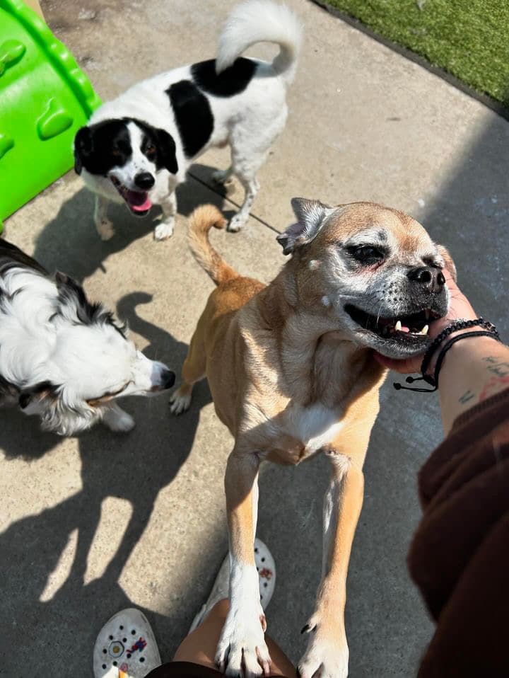 Lucky Dog Bark - Charlotte - Charlotte, NC