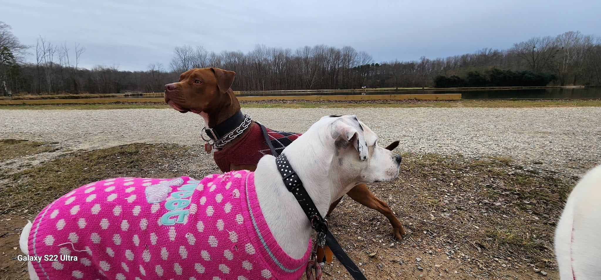 McAlpine Creek Dog Park - Charlotte, NC