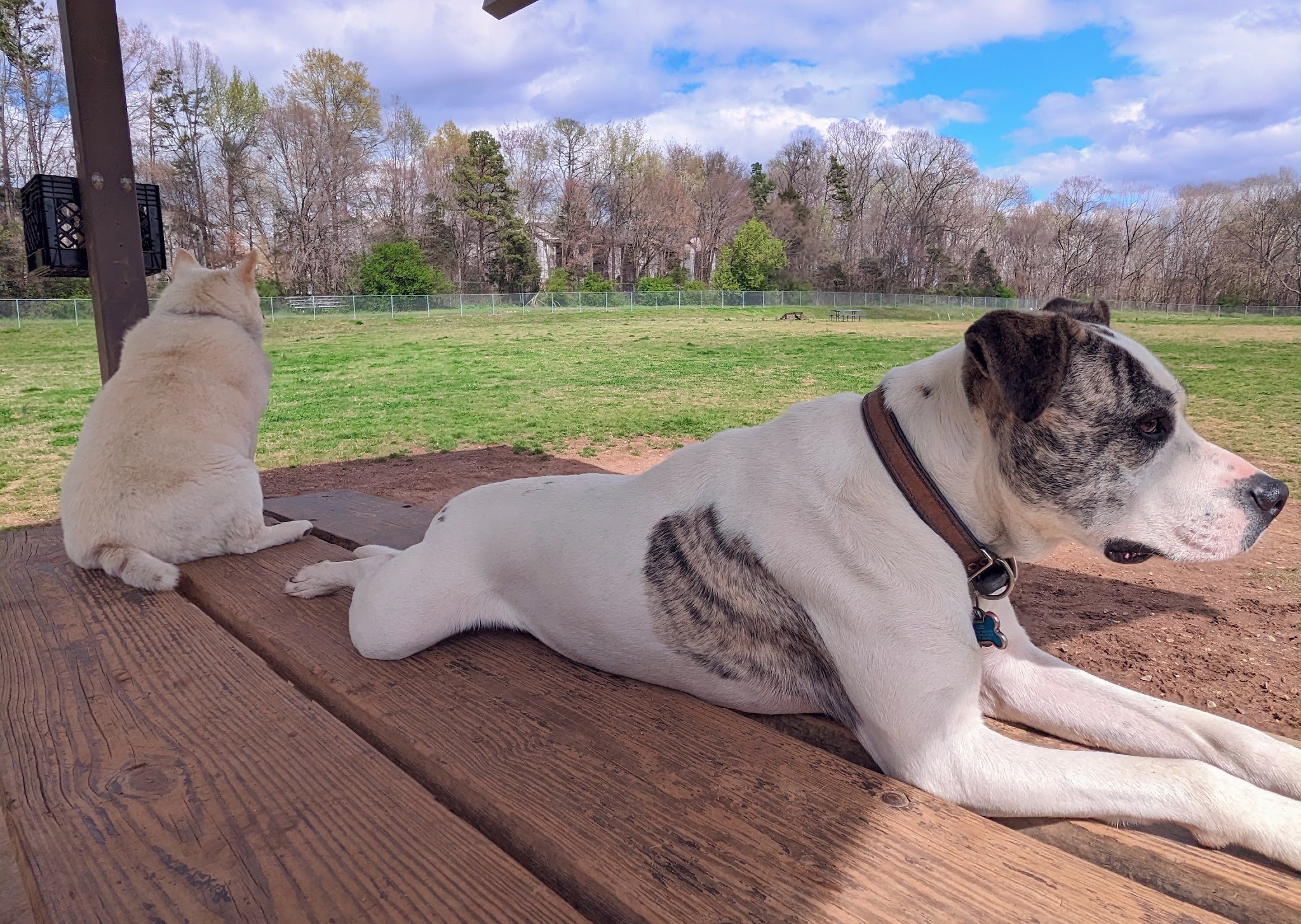 McAlpine Creek Dog Park - Charlotte, NC