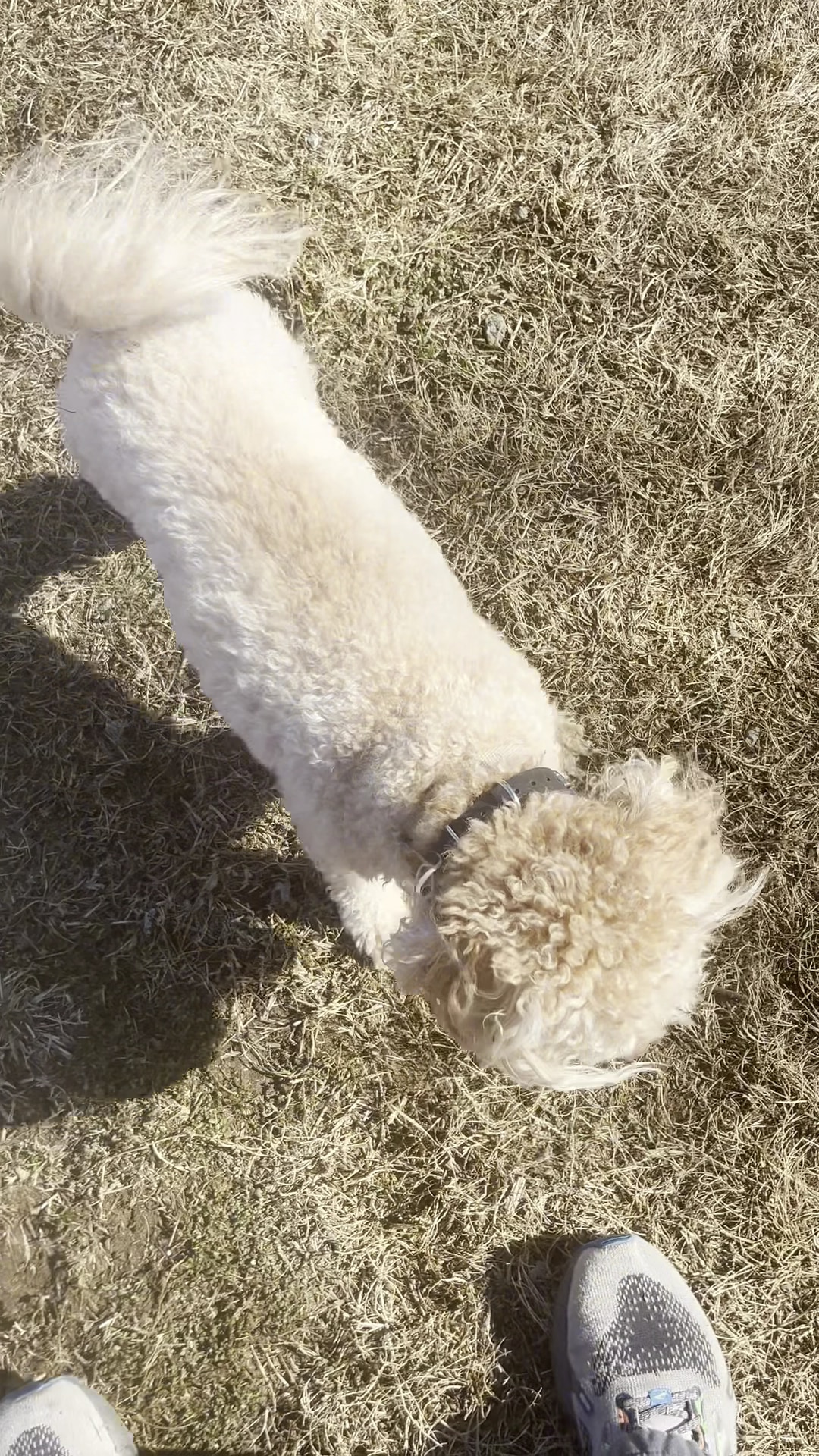McAlpine Creek Dog Park - Charlotte, NC