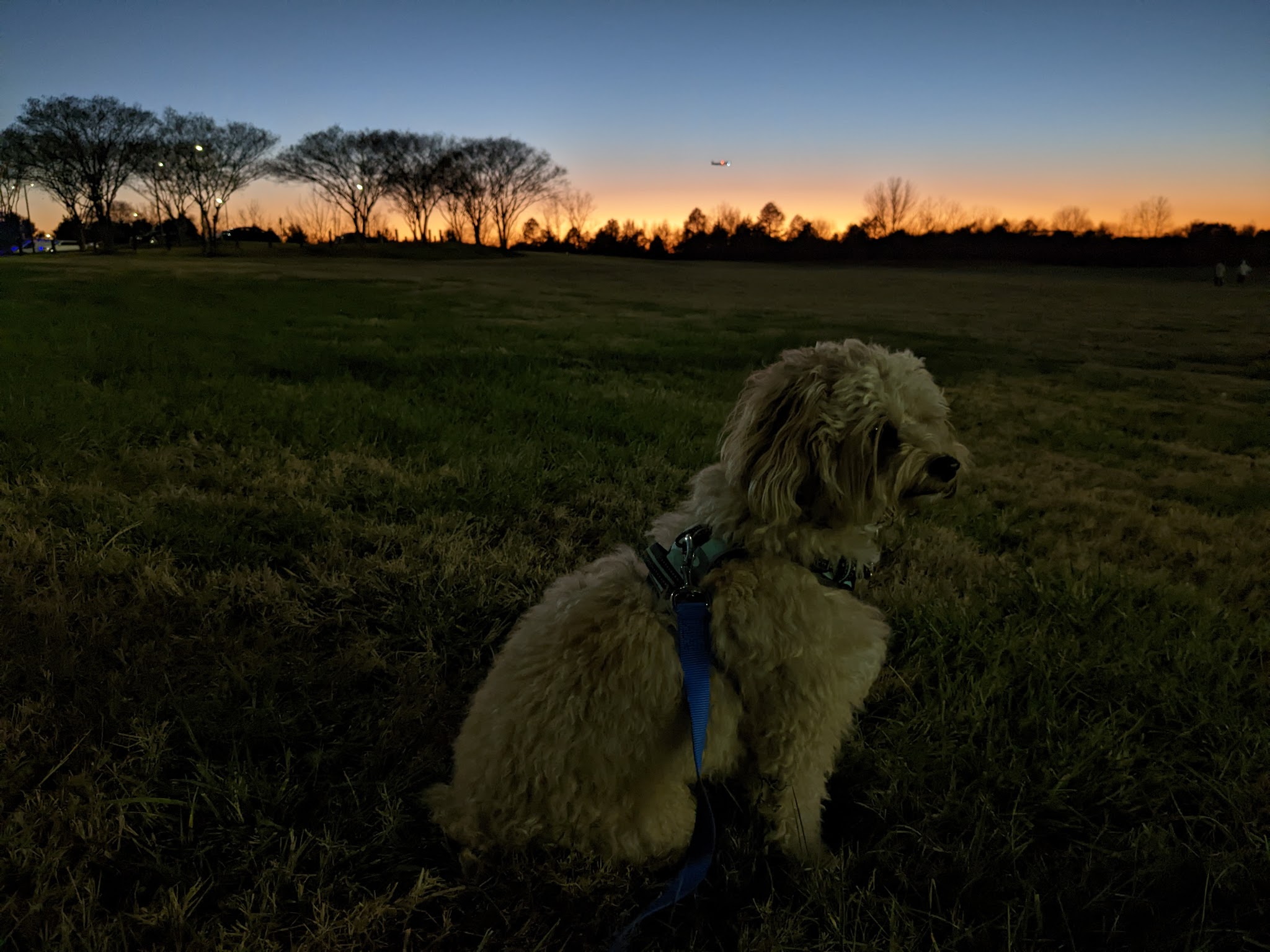 Renaissance Dog Park - Charlotte, NC