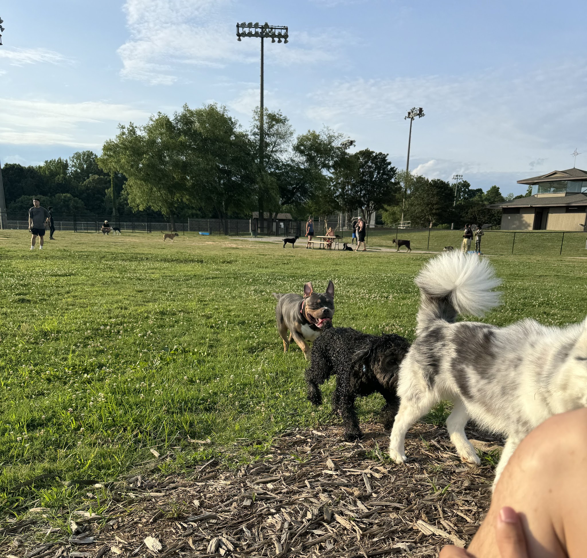 Renaissance Dog Park - Charlotte, NC