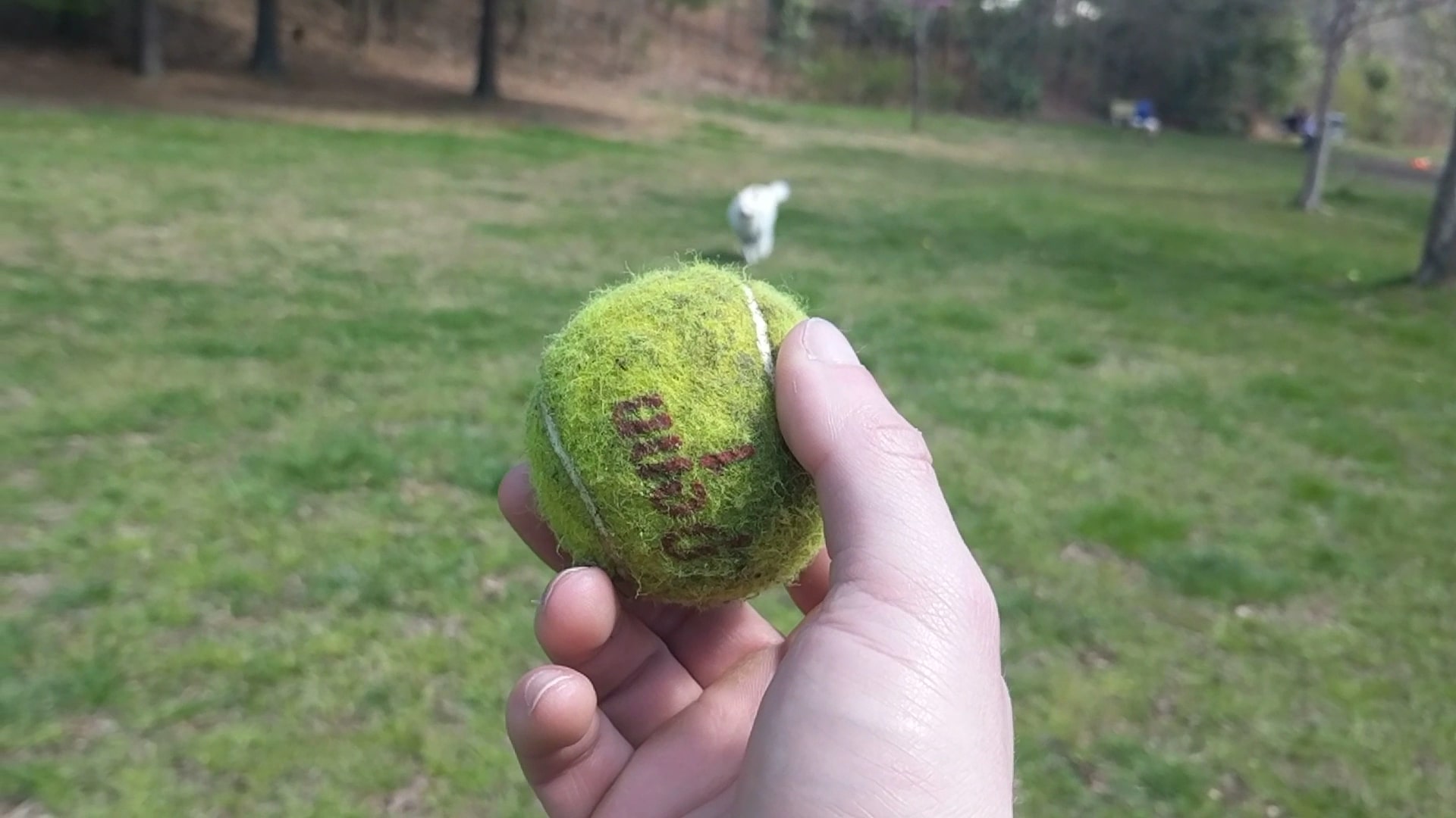 Sedgefield Park - Charlotte, NC