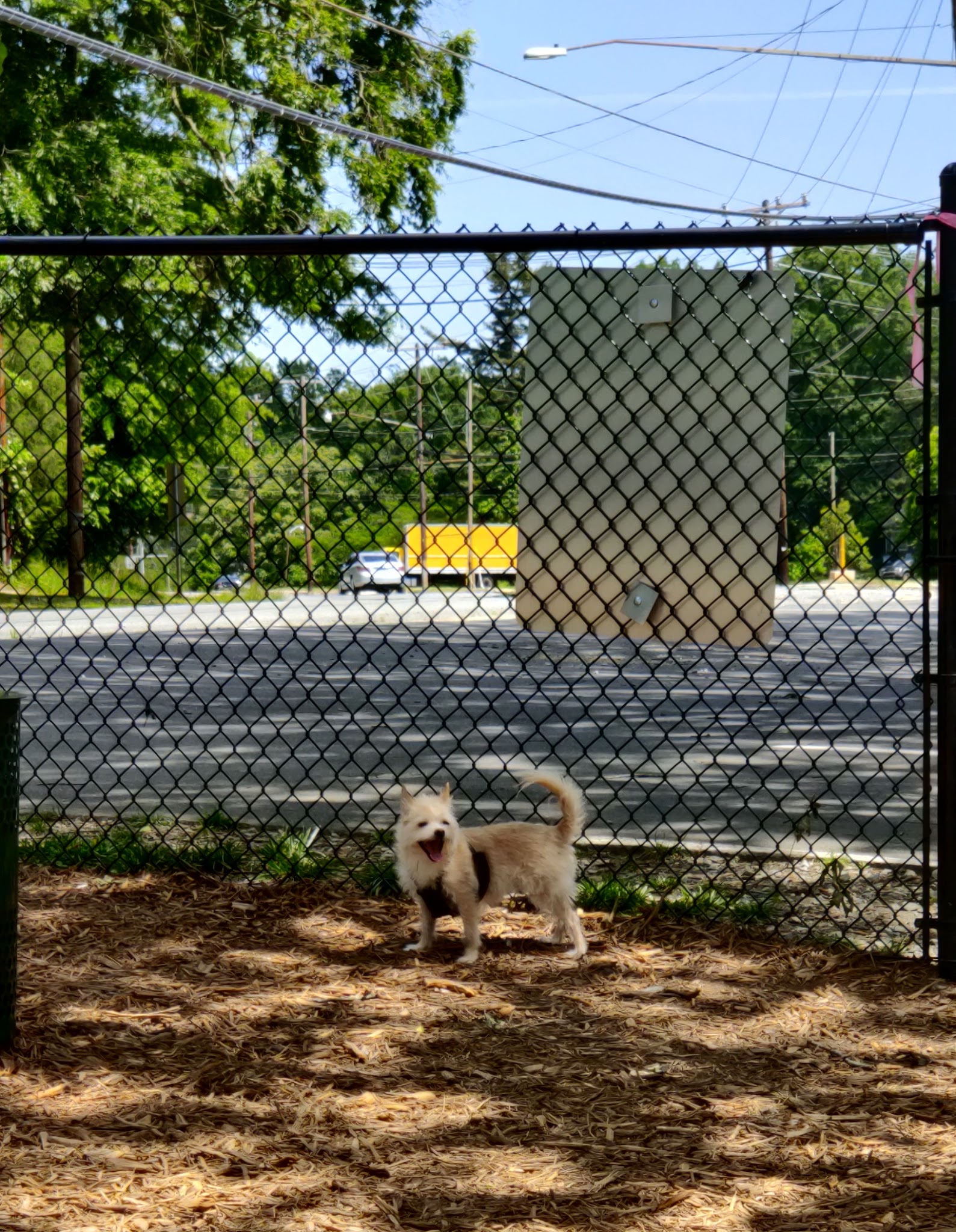 Shamrock Drive Dog Park - Charlotte, NC