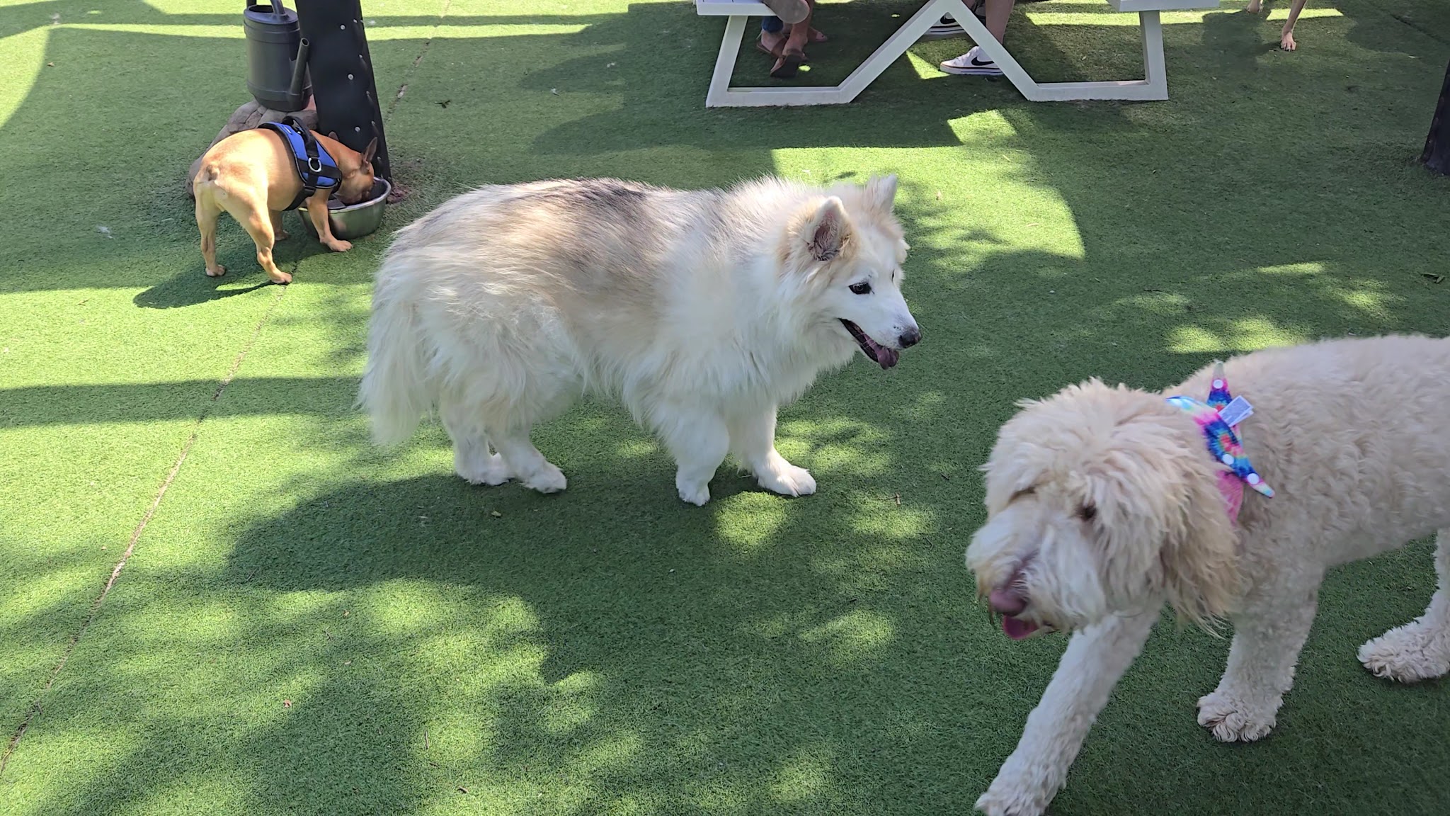 Skiptown - Charlotte, NC