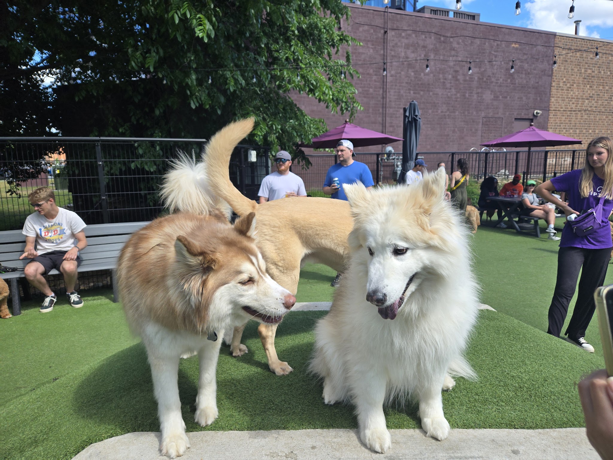 Skiptown - Charlotte, NC